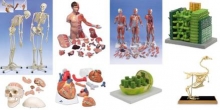 Biologie Braila